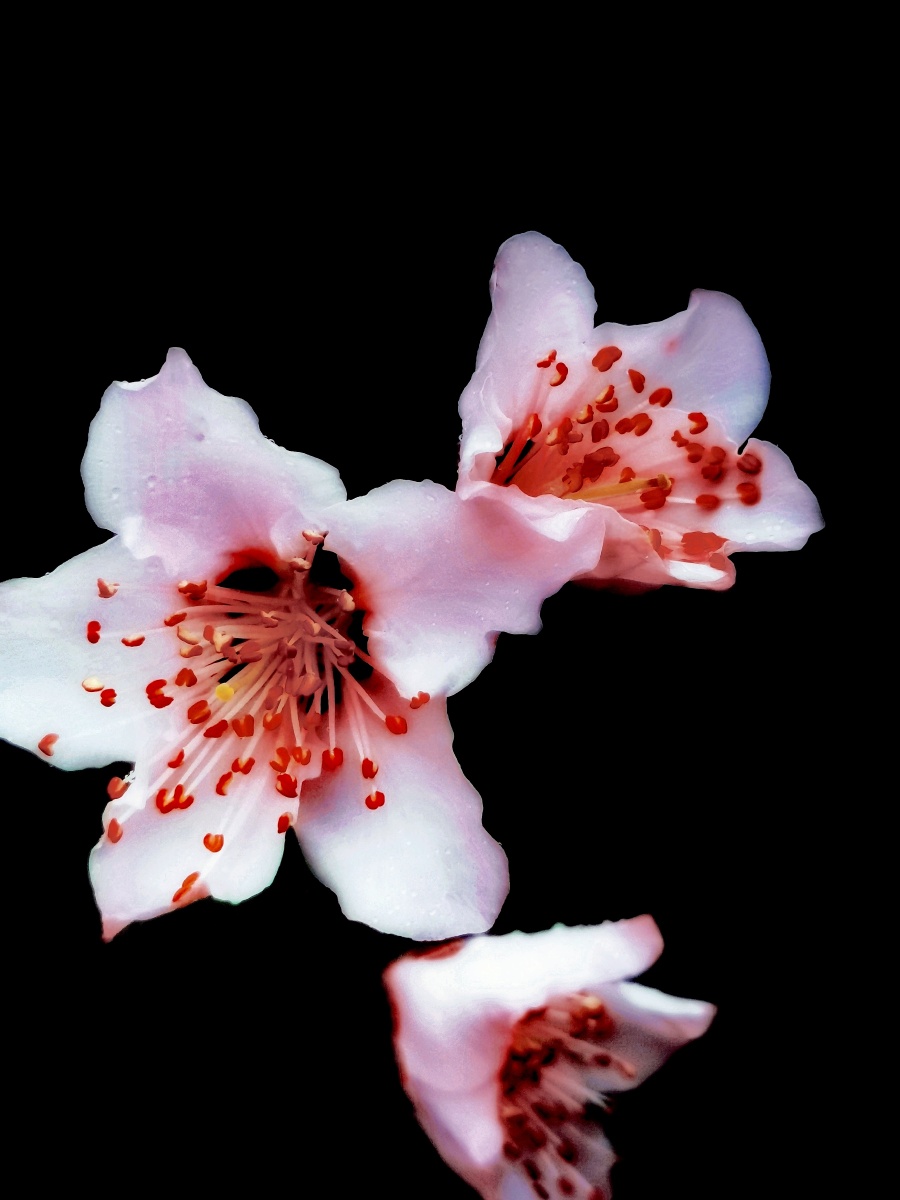 黑色背景桃花.