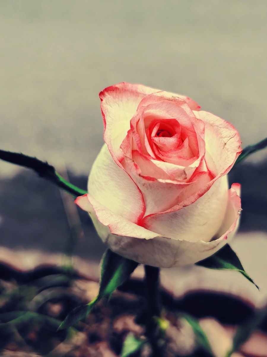 粉边白玫瑰花朵