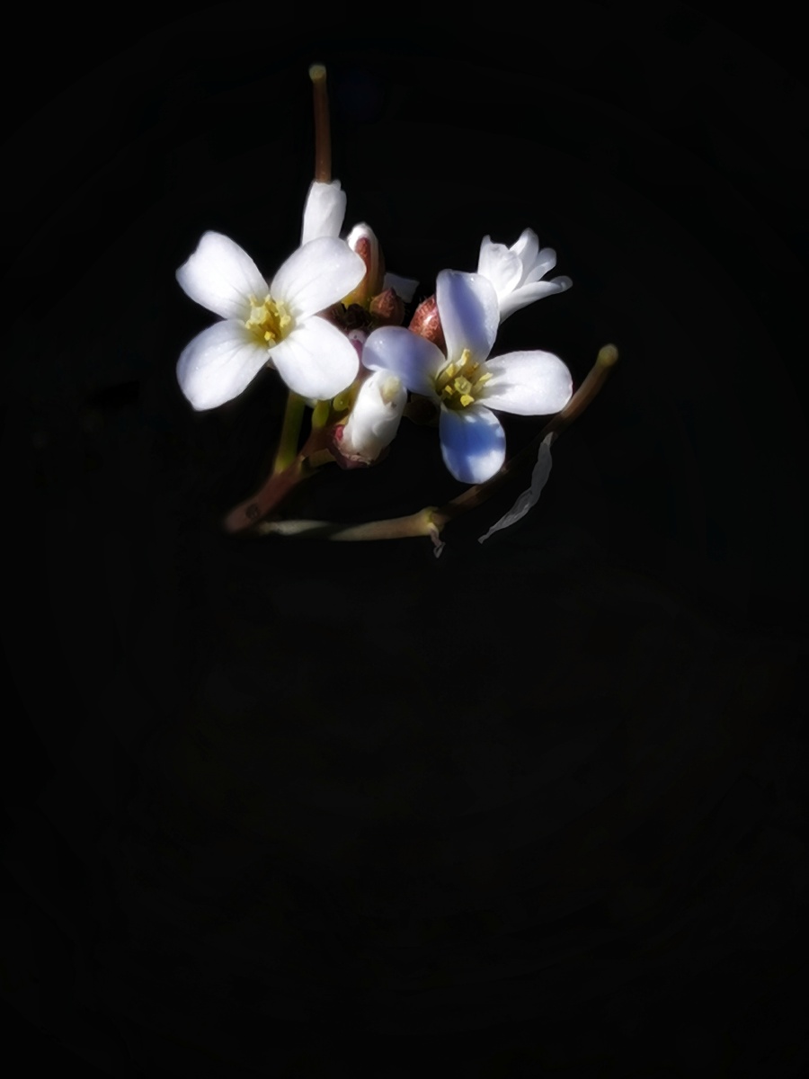 黑色背景花朵白色的花朵黑色的背景纯净让人看着舒服