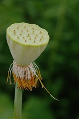 17542