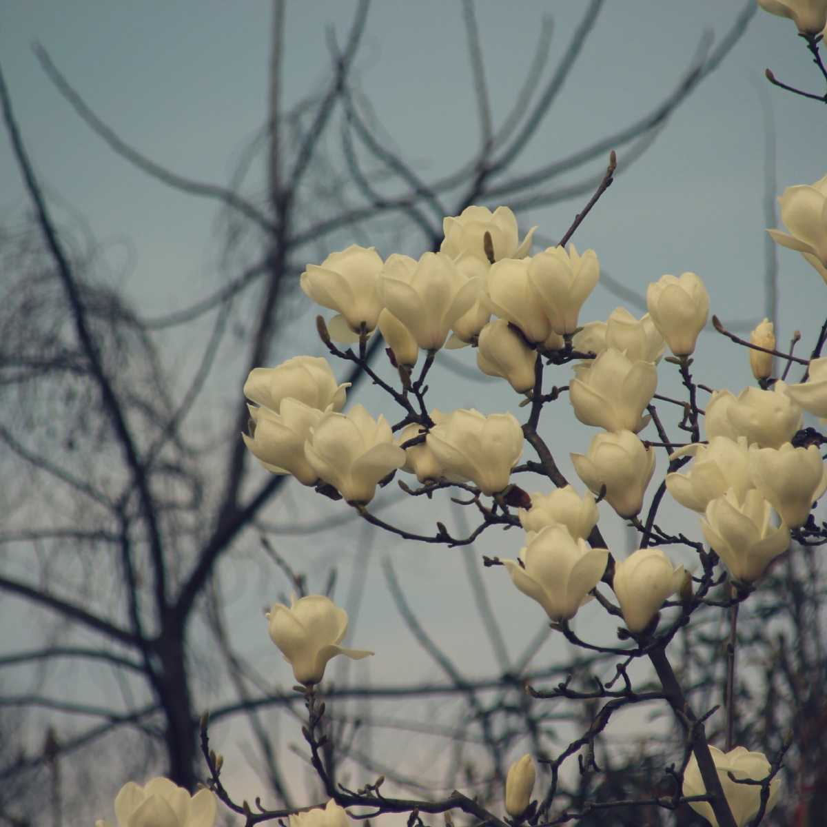 束素亭亭玉殿春 - 佳能, 风光, 城市, 南京林业大