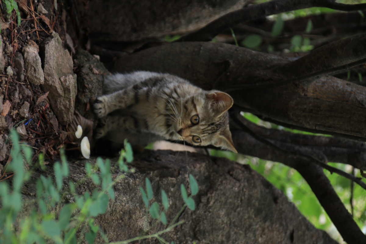 山上的小猫咪