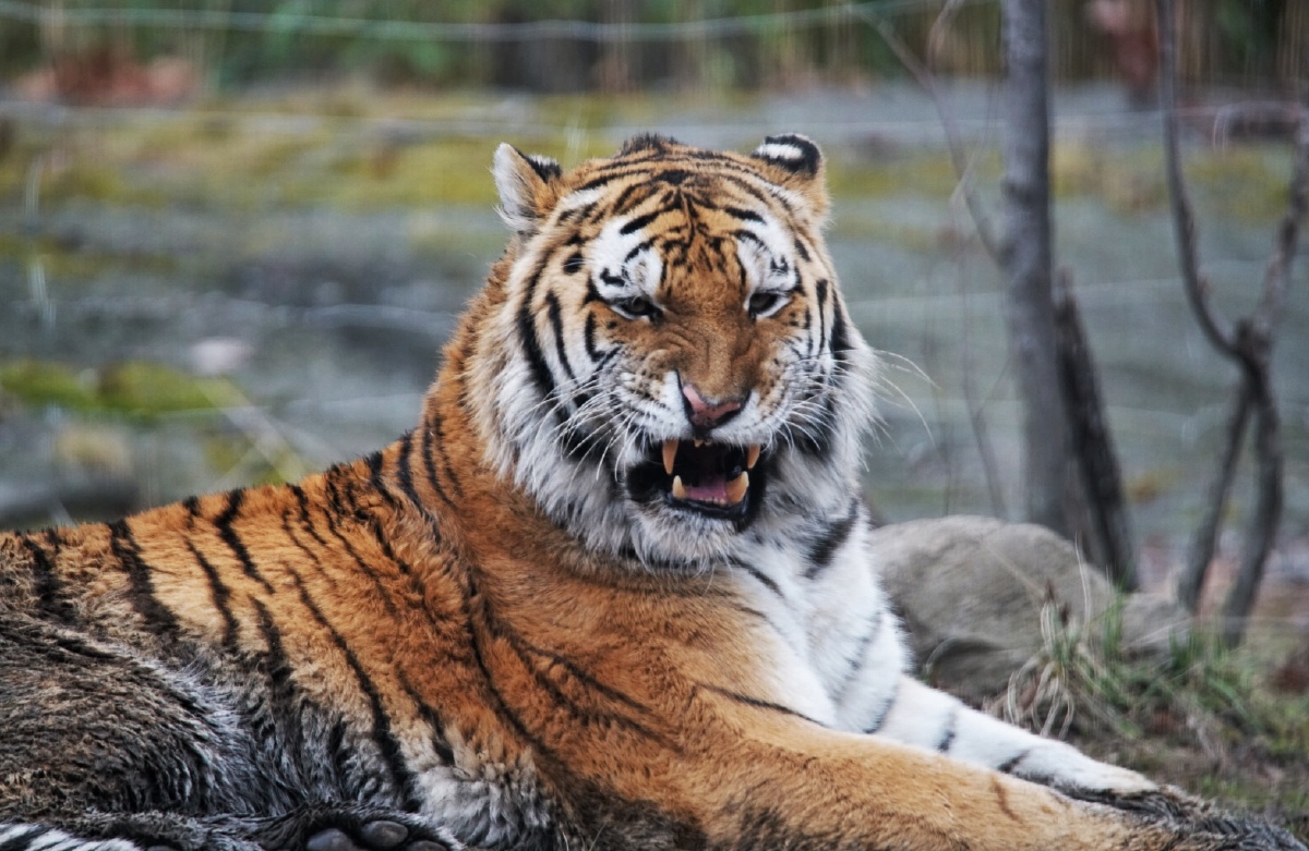 siberiantiger西伯利亚虎