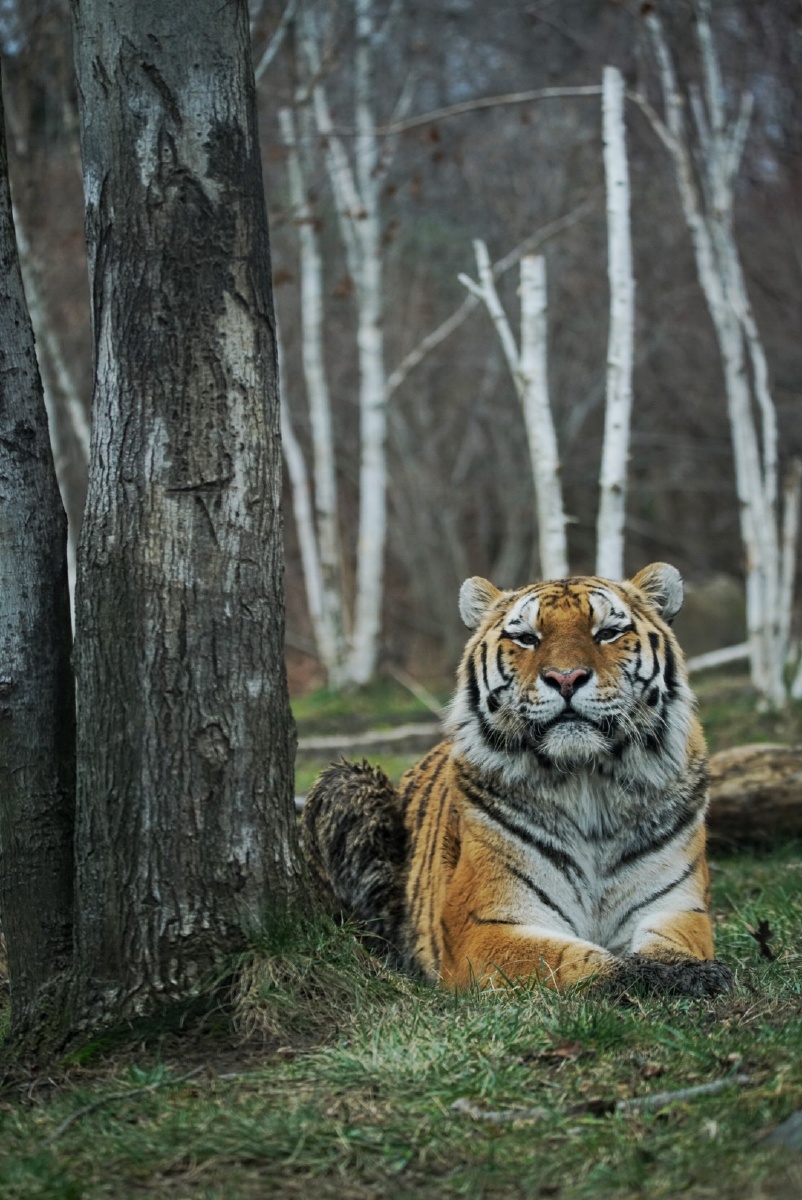 siberiantiger西伯利亚虎