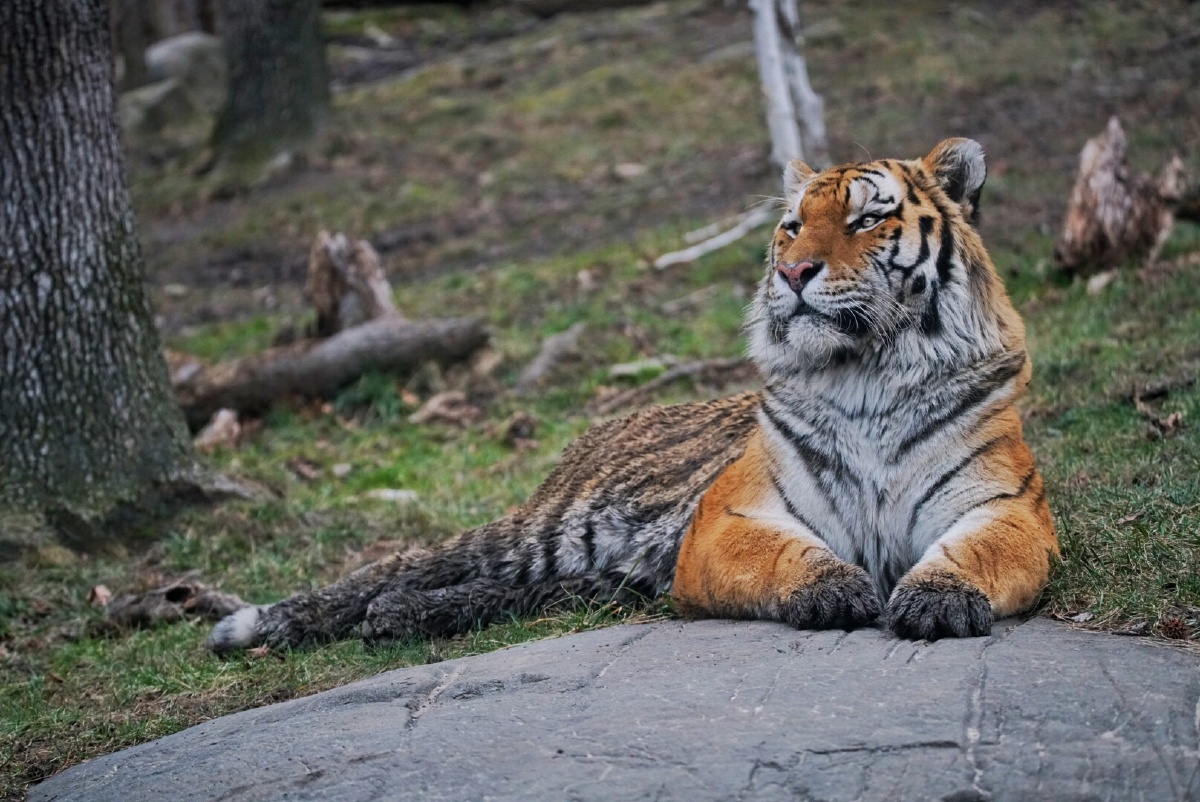 siberiantiger西伯利亚虎