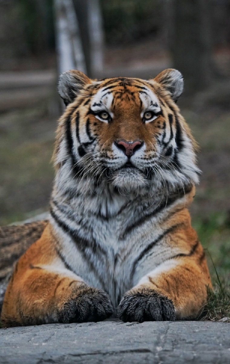 siberiantiger西伯利亚虎