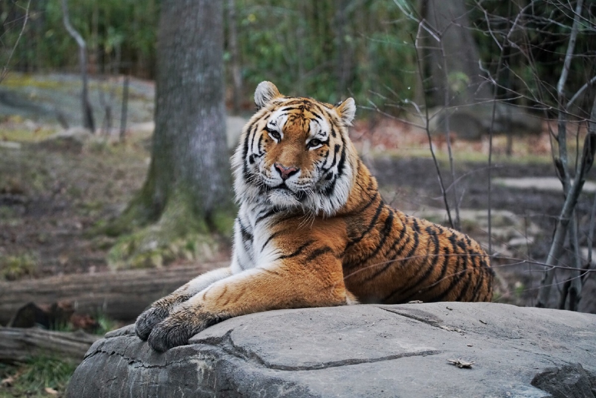 siberiantiger西伯利亚虎