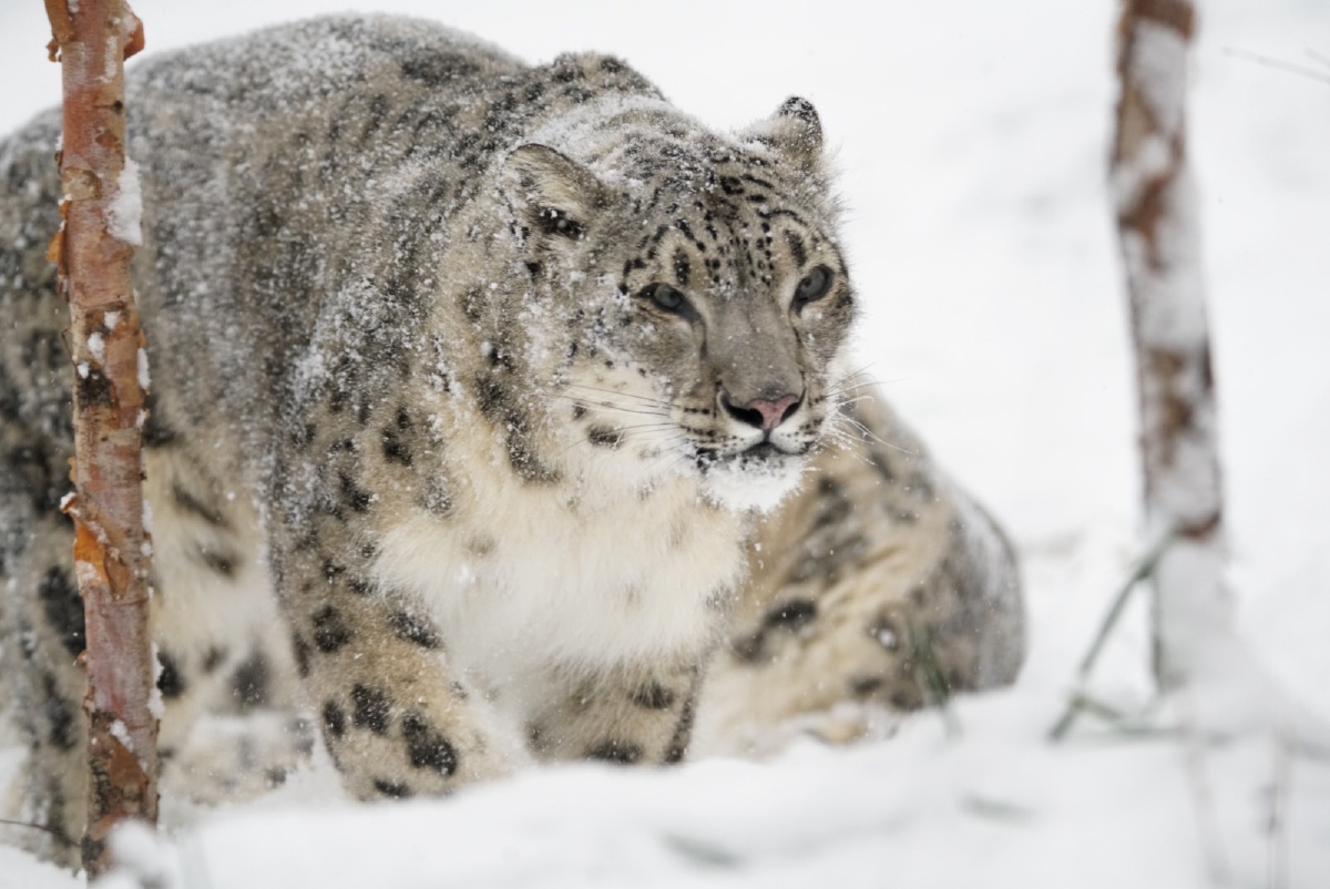 snow leopard雪豹