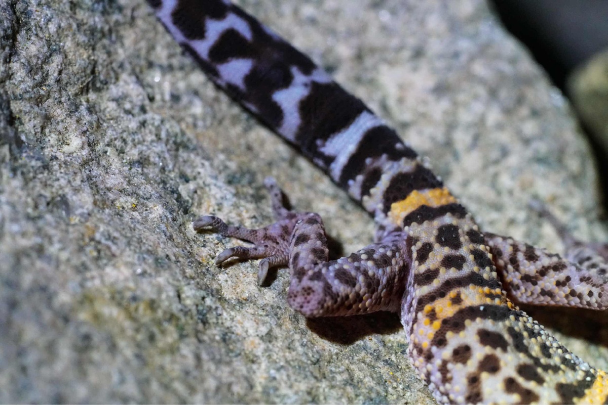 optional( - 辣妹从不回头看爆炸 - 图虫摄影网