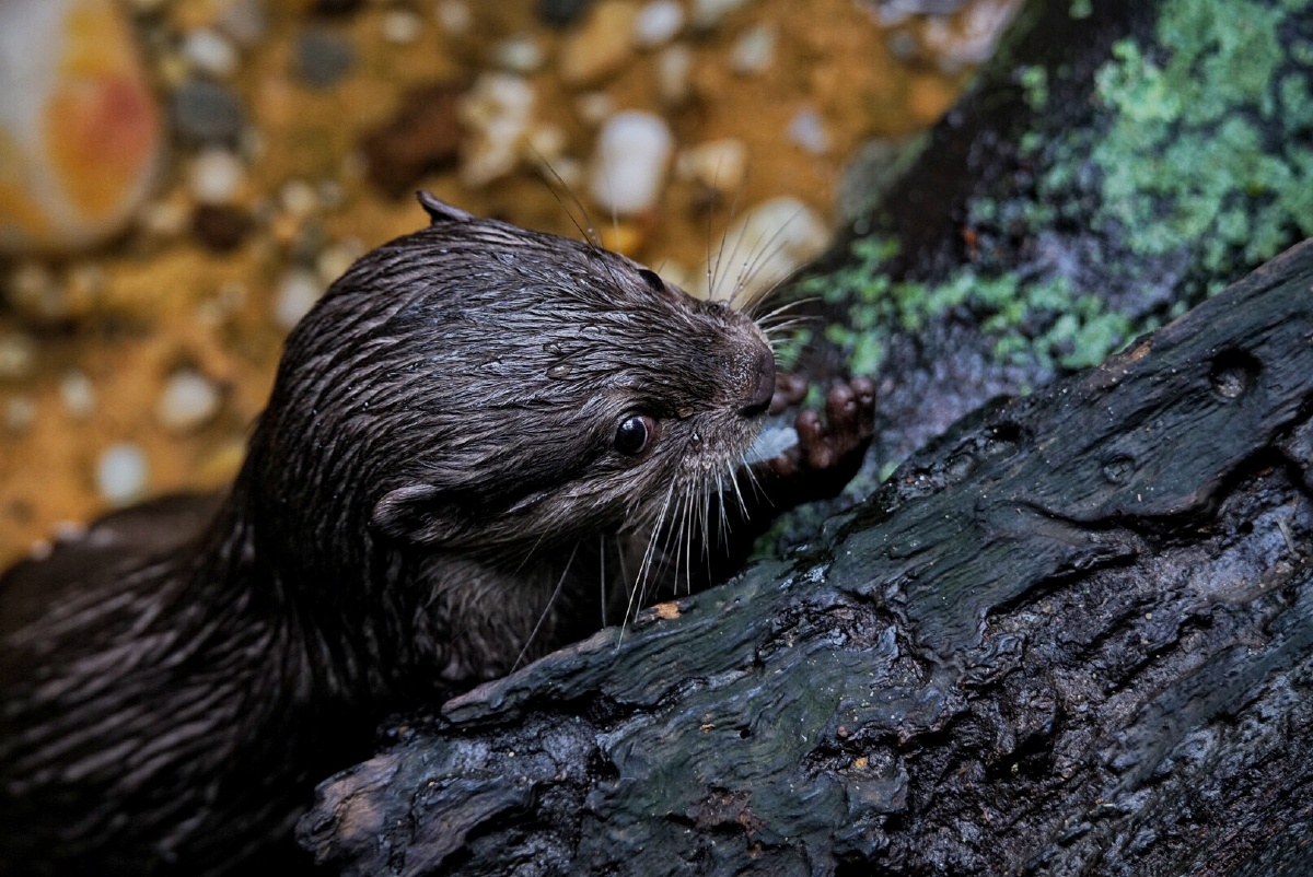 smallclawedotter小爪水獭