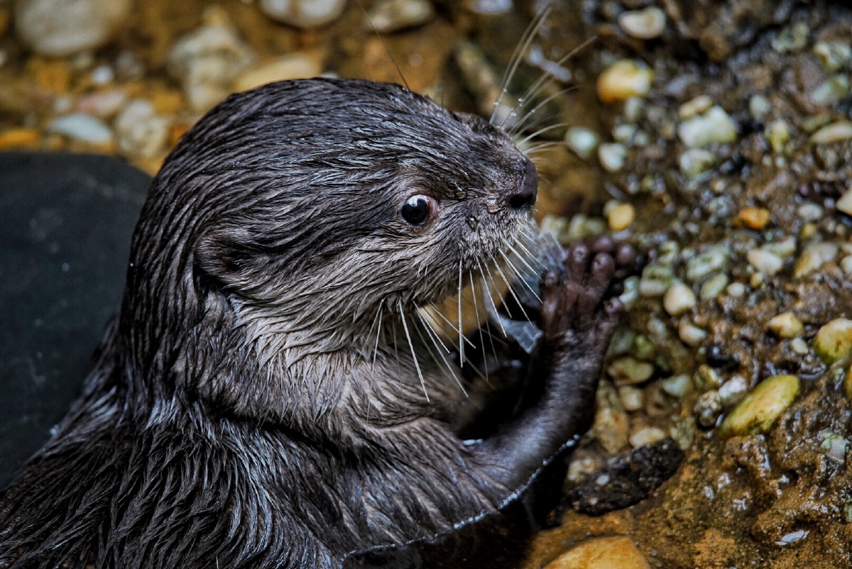 smallclawedotter小爪水獭