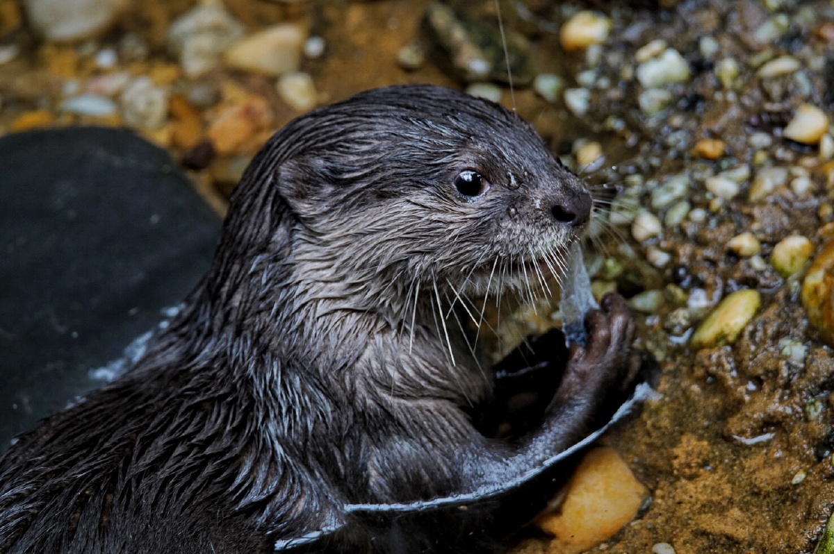 smallclawedotter小爪水獭