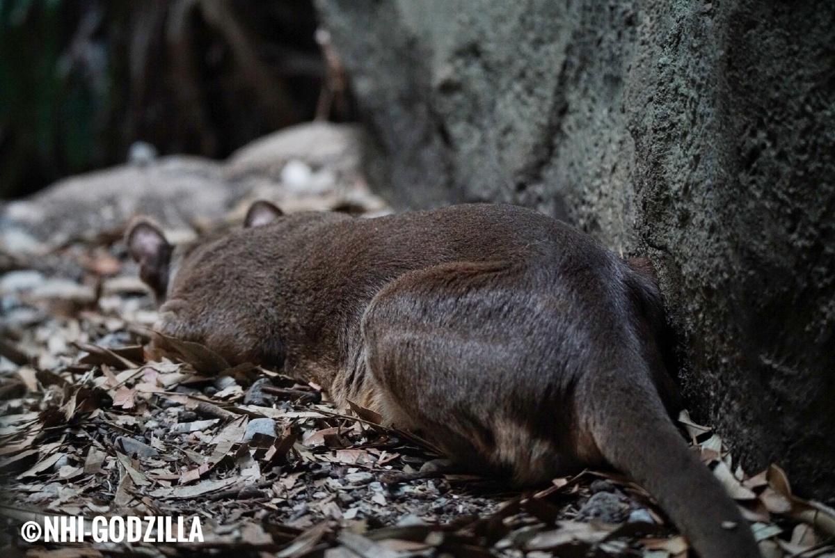 fossa马岛长尾狸猫