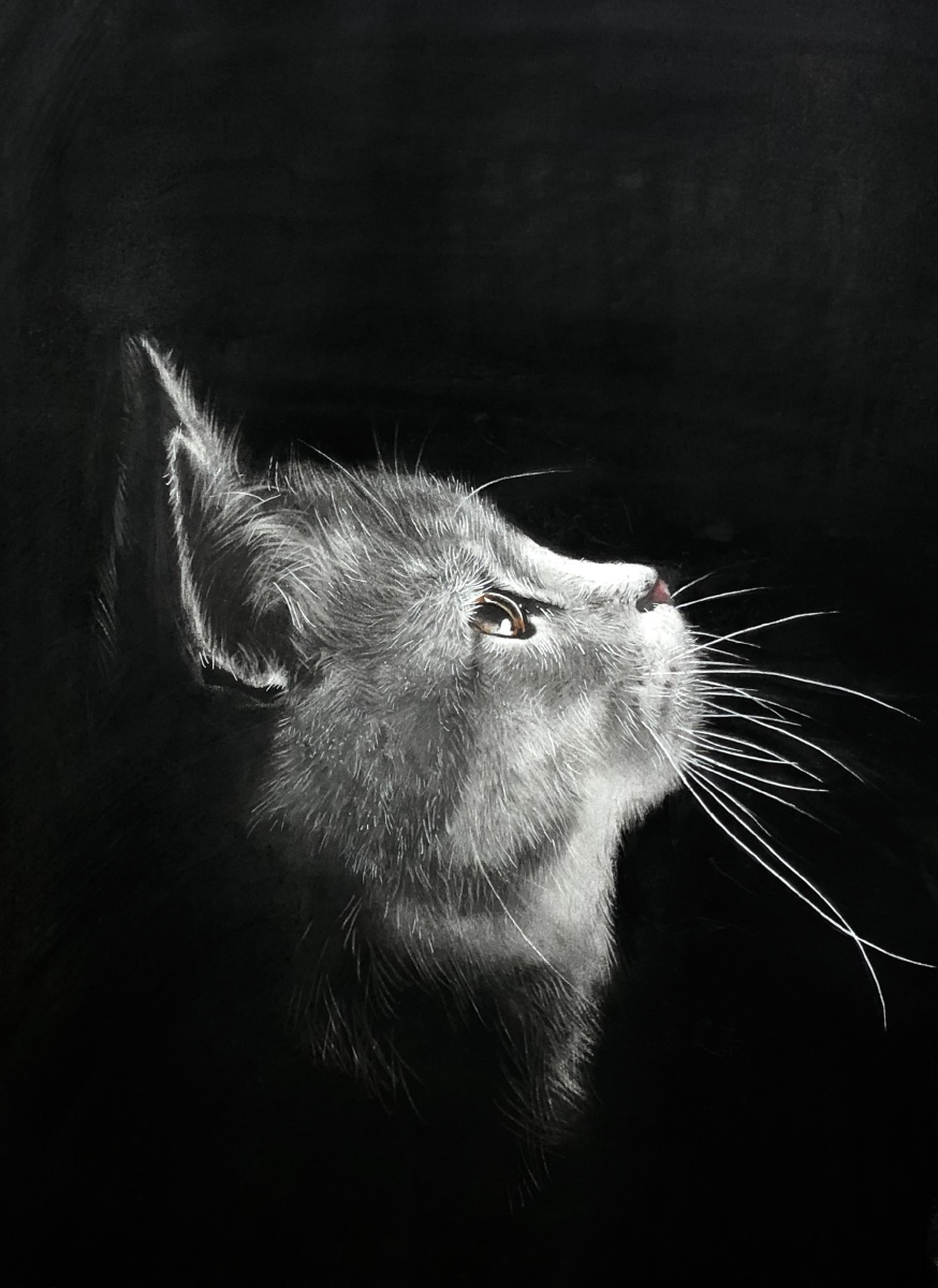 《猫》素描作品,福州无象画室出品