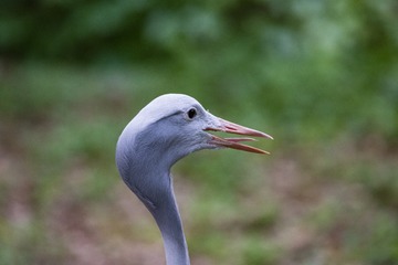 CR5_9682