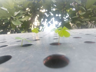 1000026894