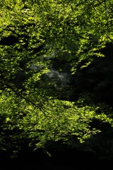 AA1499A5-9D29-4FE6-992C-3C0DDFC4F784/L0/001