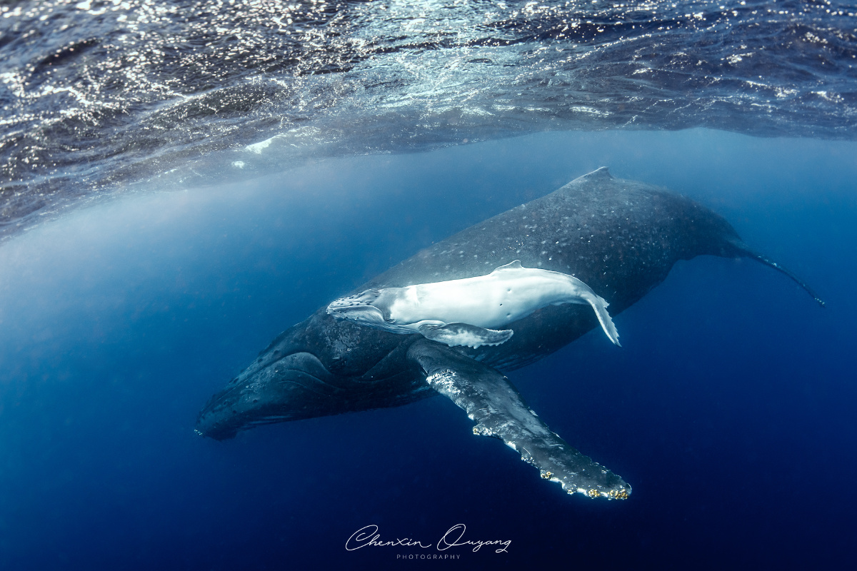 大翅鲸母子摄于汤加王国