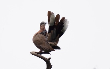 613