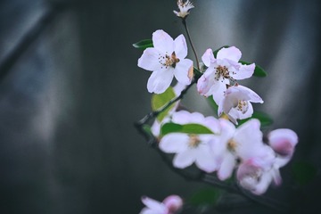 74322