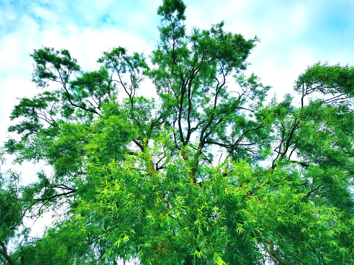 自然之色参天巨柳已不知其多少岁了小学一年级时的陪伴秋季柳叶儿咕噜