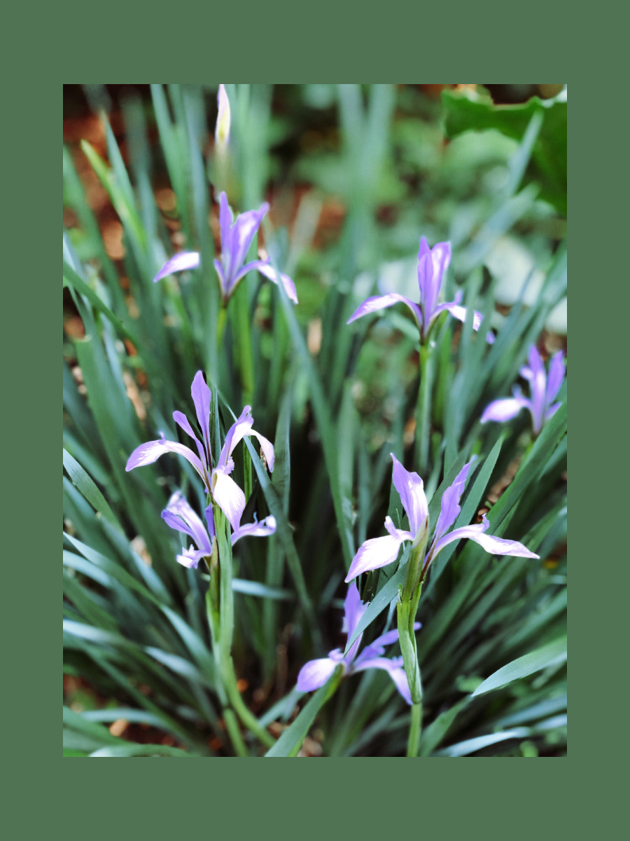 小暑|鸢尾花|二月兰