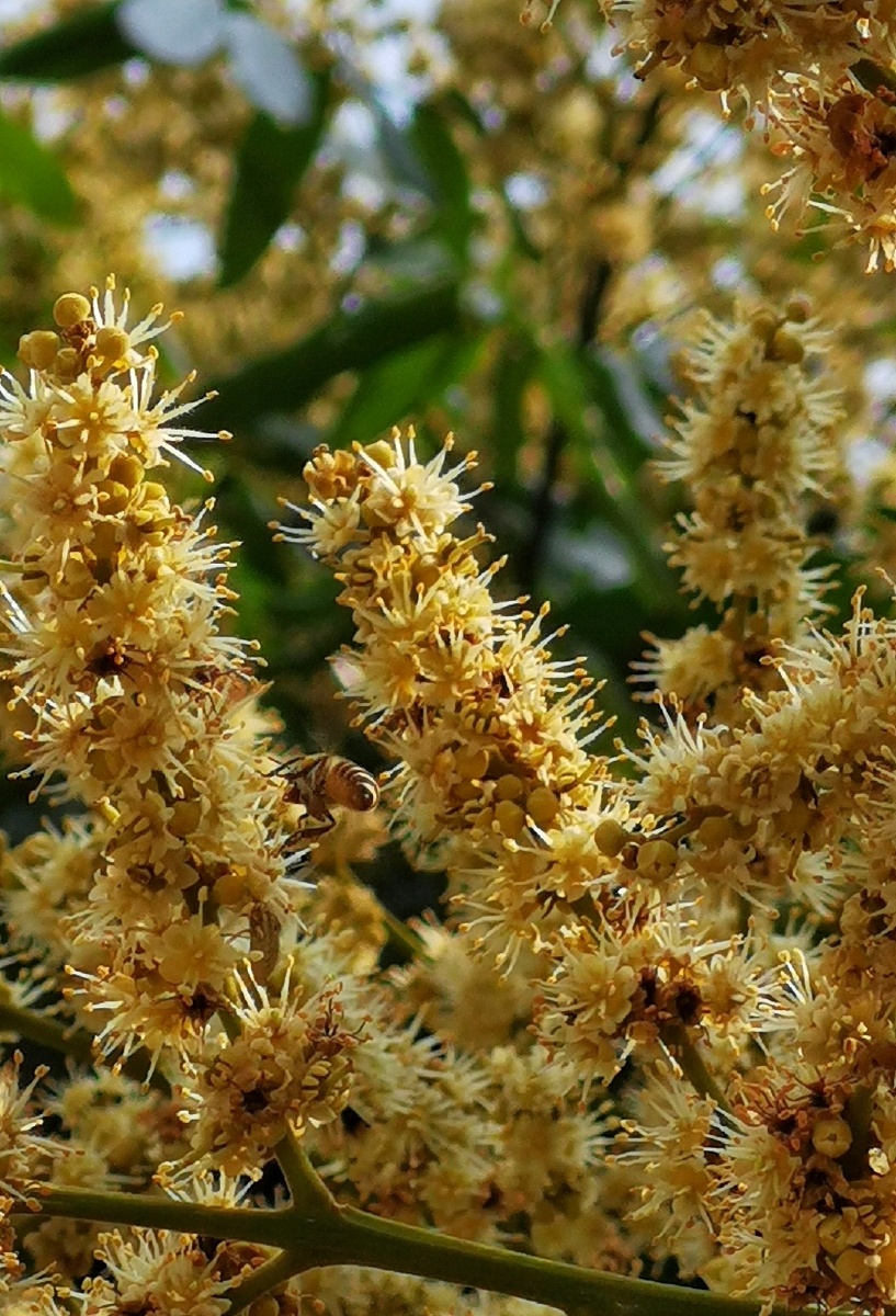 龙眼花 - 如水315 - 图虫