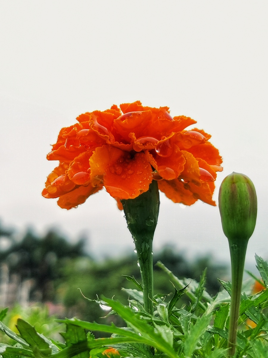 雨中孔雀草花 - 如水315 - 图虫