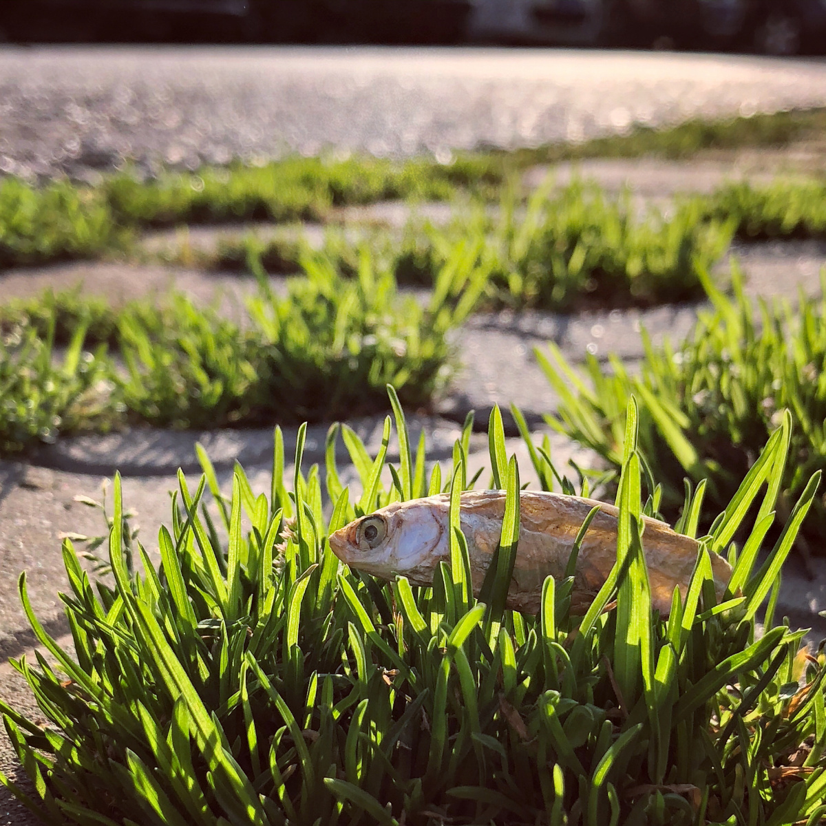 在草地上晒太阳的小鱼干