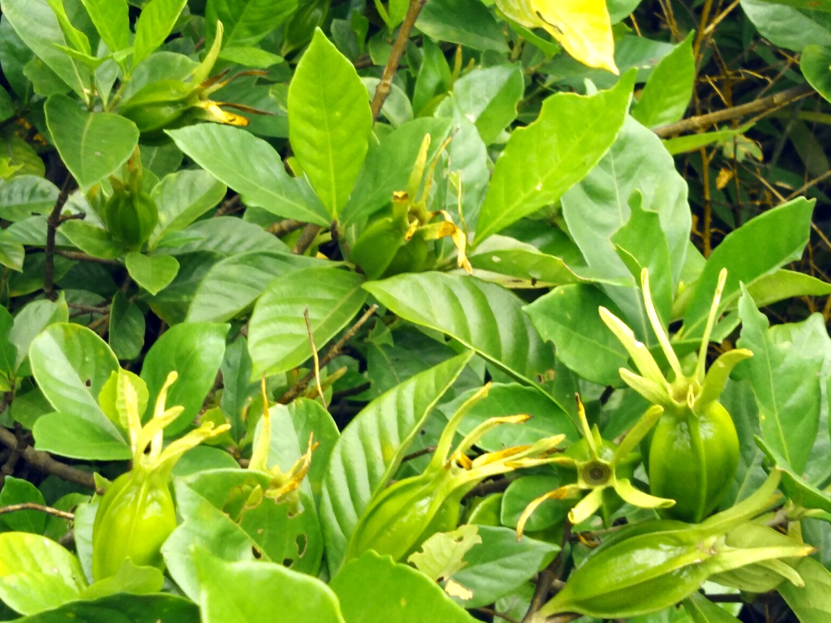 未做修饰的栀果