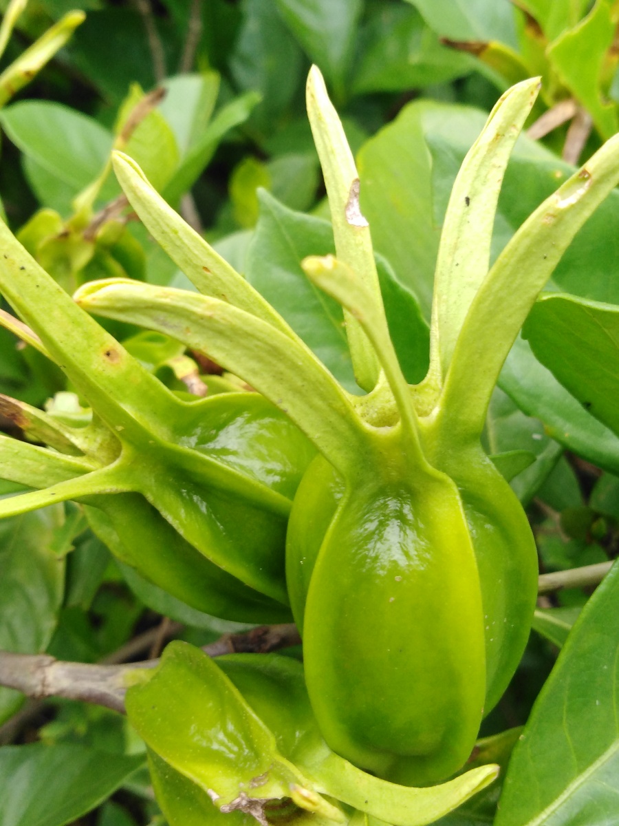 未做修饰的栀果