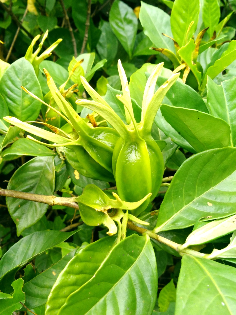 未做修饰的栀果