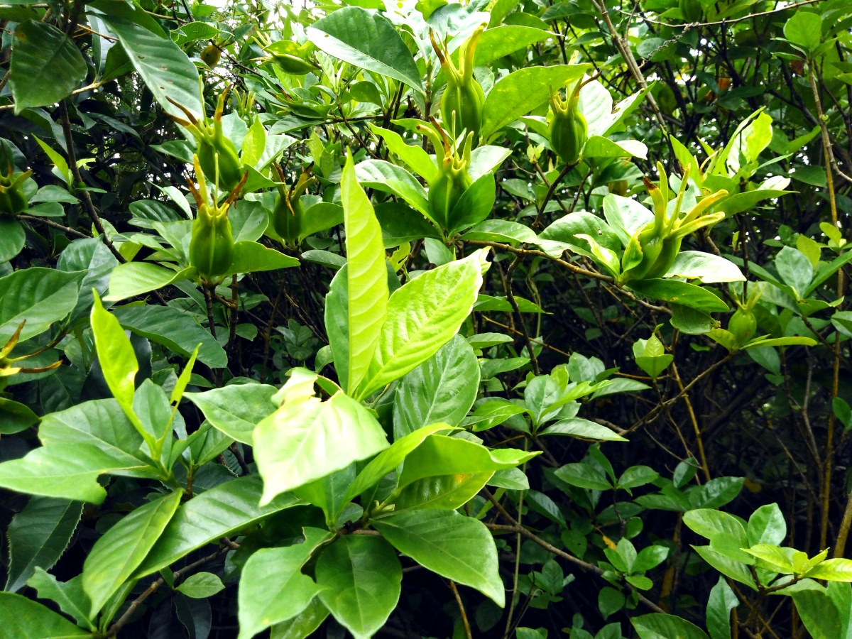 未做修饰的栀果