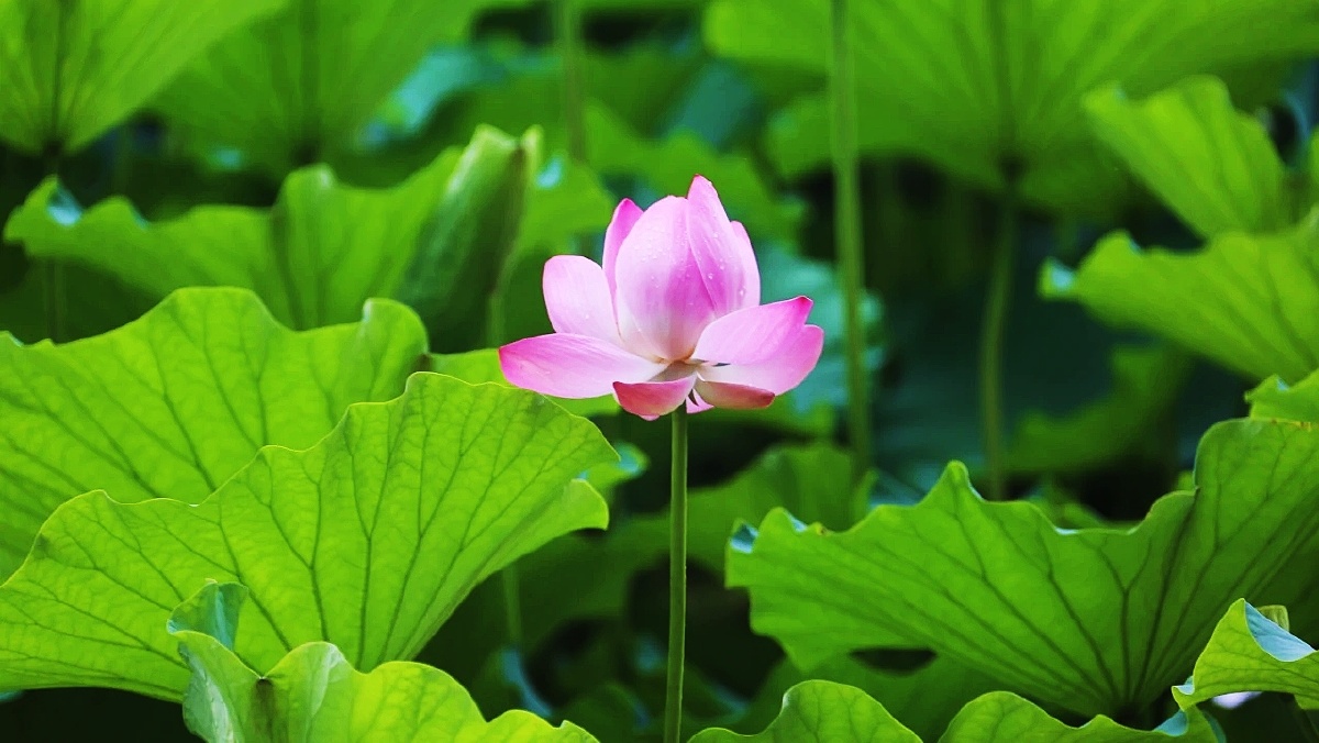 万绿丛中一点红