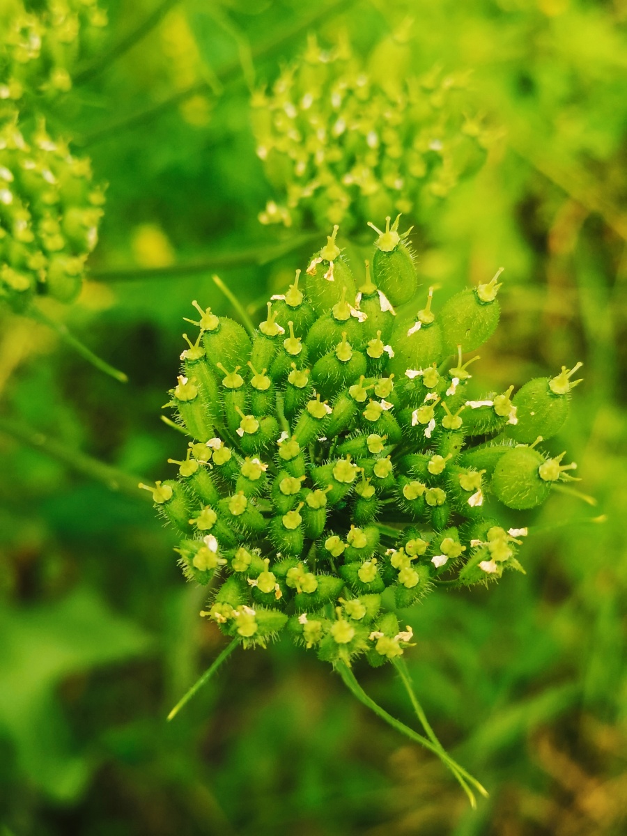 中药独活 - 摄影人207 - 图虫