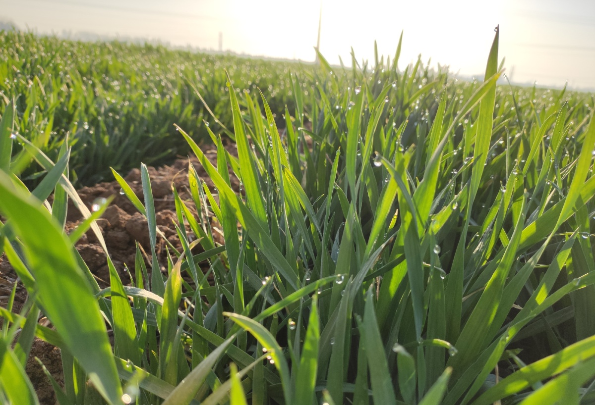 华北平原上的早晨阳光小麦露珠