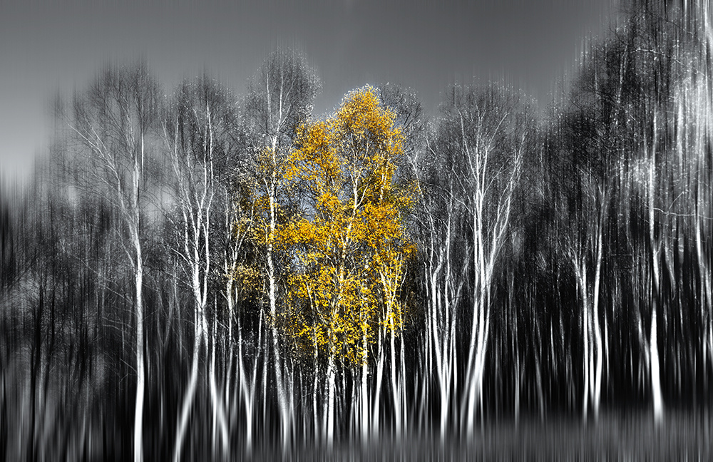 白桦林 - 依兰 - 图虫网 - 优质摄影师交流社区