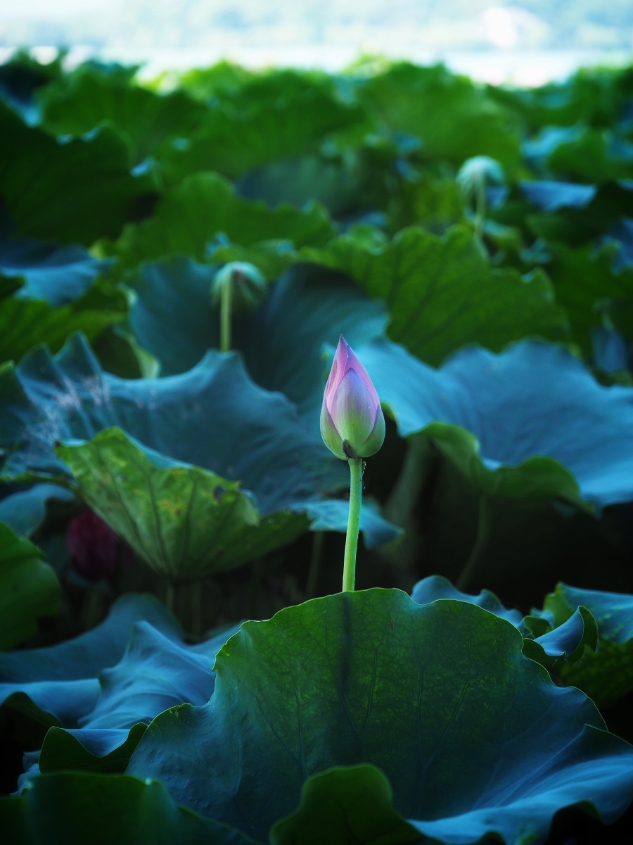 西湖的荷花盛夏的亮色