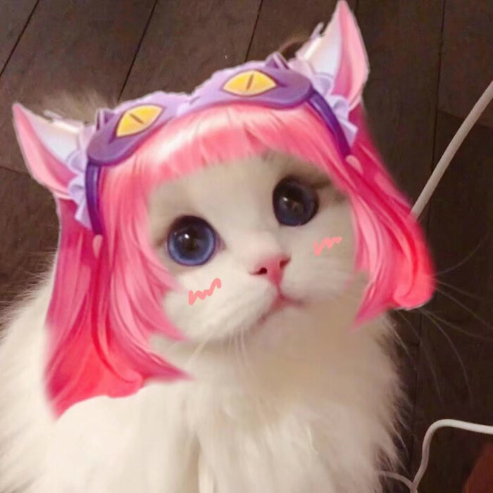 那些可爱猫咪接头吖