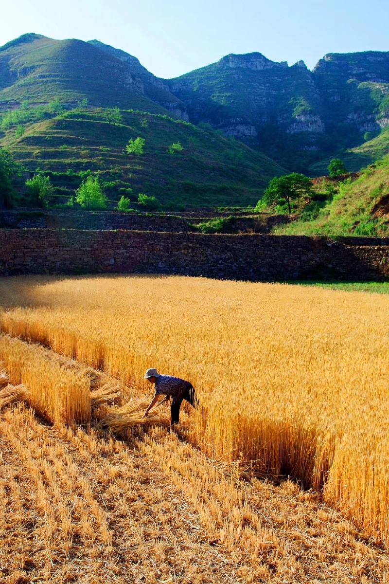 麦收时节