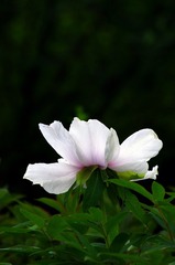 ACEAB09B-2308-4161-A8D5-82DC36D7F87C/L0/001