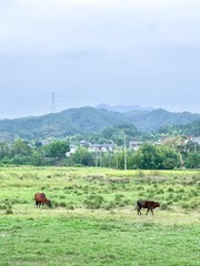 A4C009D2-6EF4-43D1-8AB1-367F15CF9E3C/L0/001
