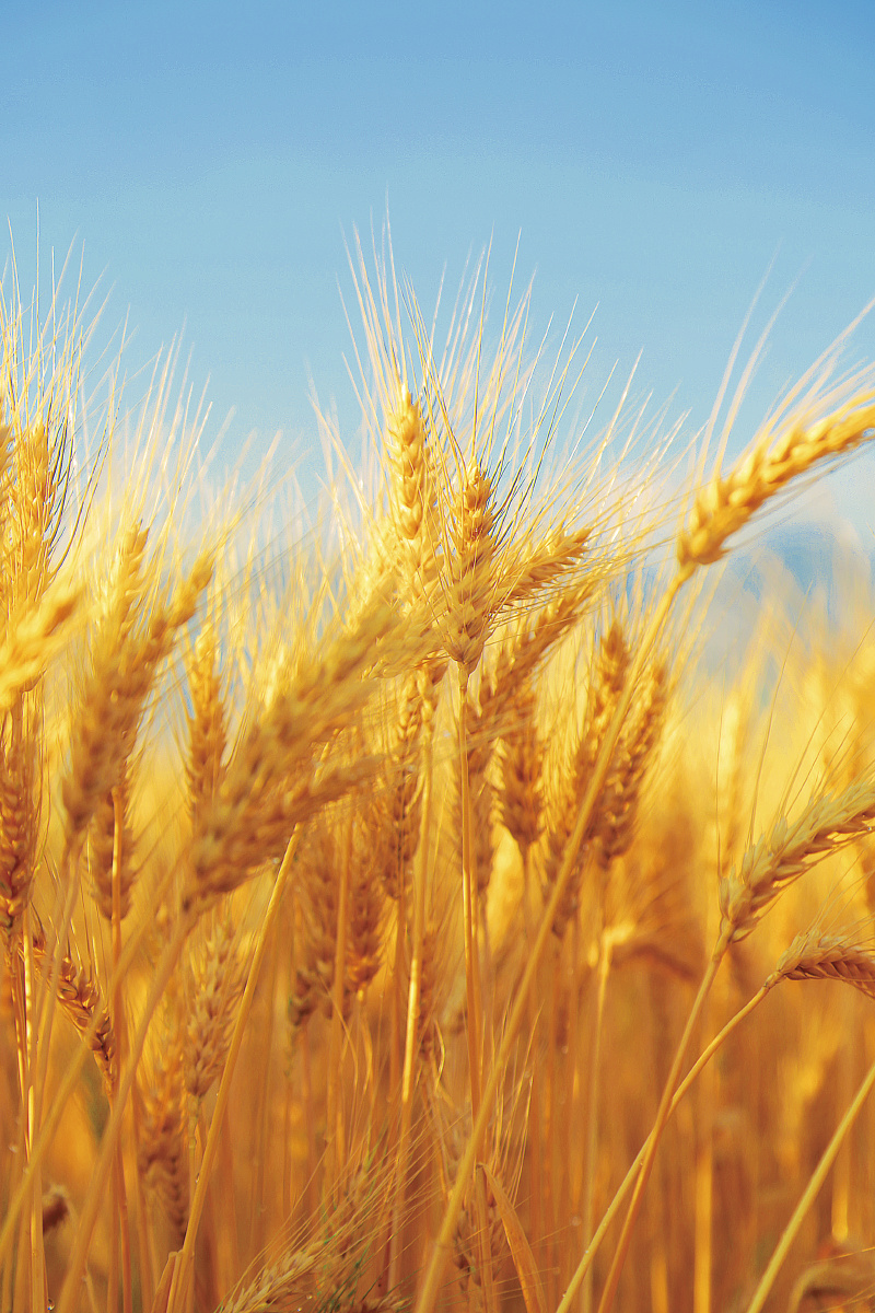 来新疆吧,晚上十点的太阳,金光灿灿的,在麦田中,很舒服