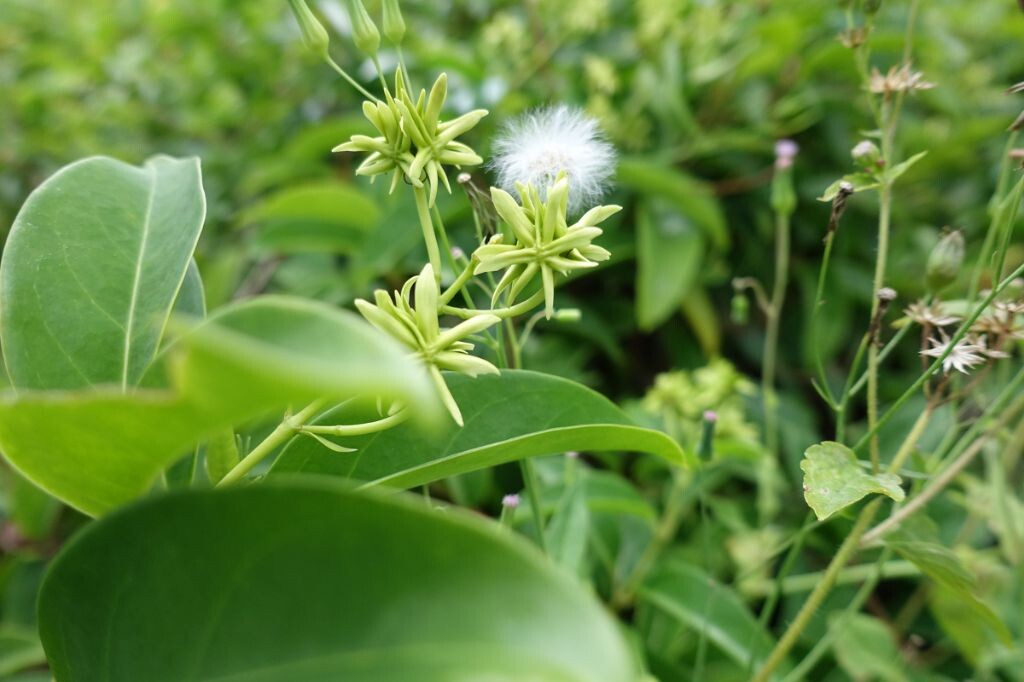 there are a mixture of plants