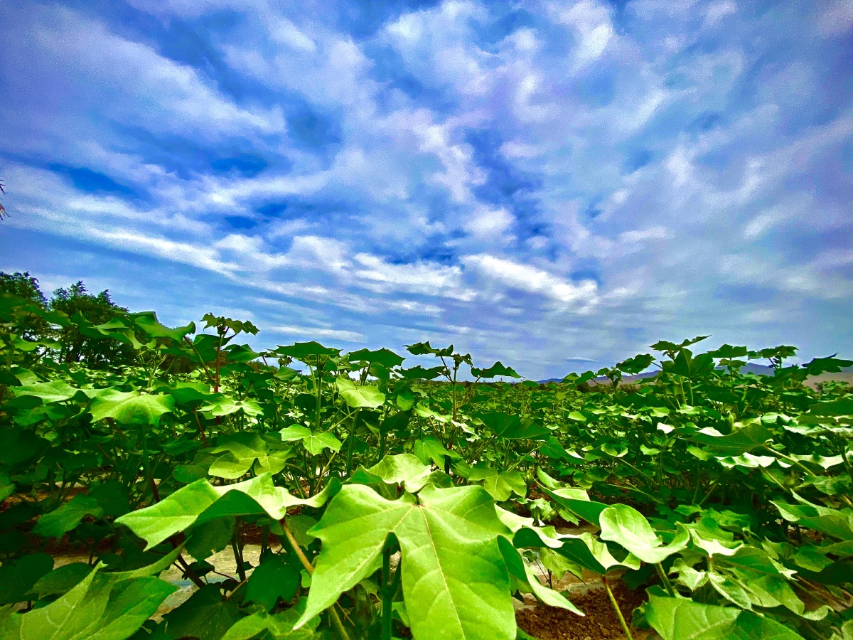 坐标新疆的棉花田