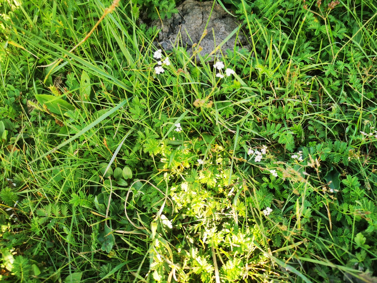 微观植物园 - 御风辞 - 图虫
