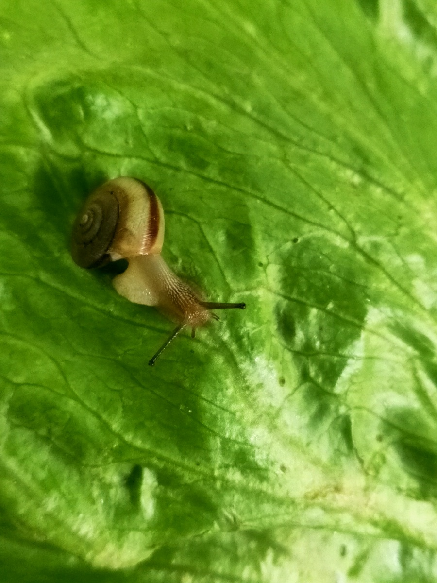 爱吃青菜的蜗牛