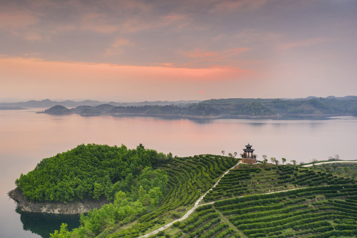 凤凰山茶场晨曦