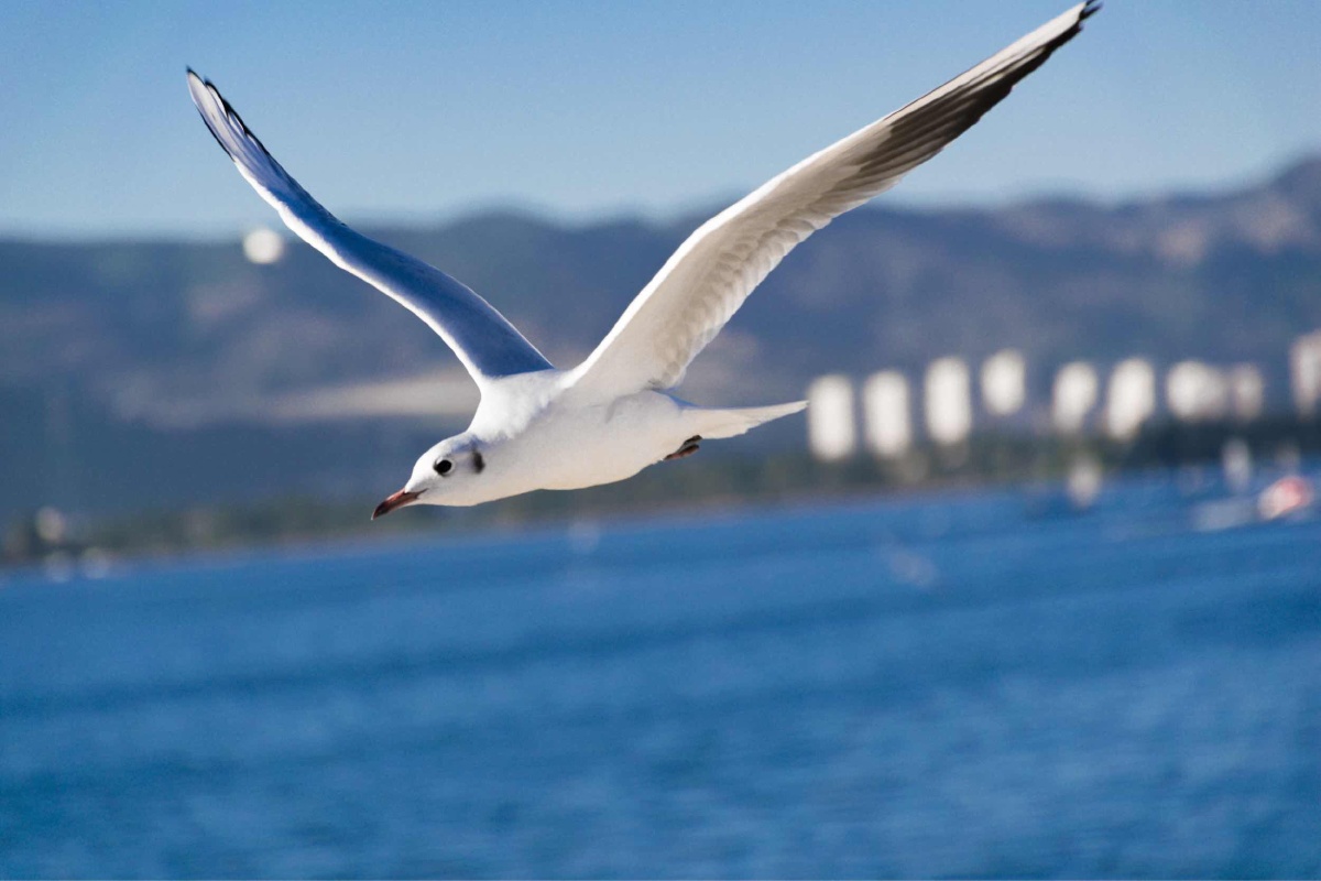 昆明滇池小海鸥