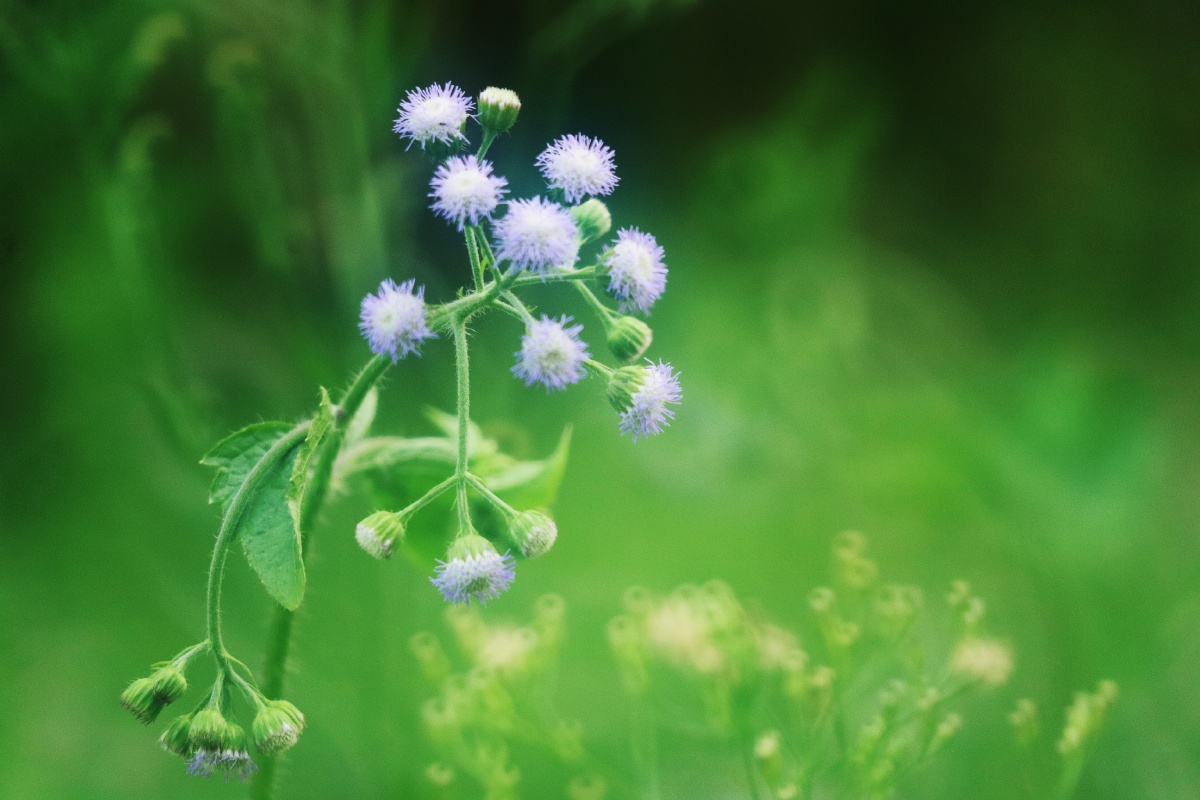 卡色折返滤镜柔光滤镜拍出的照片唯美梦幻
